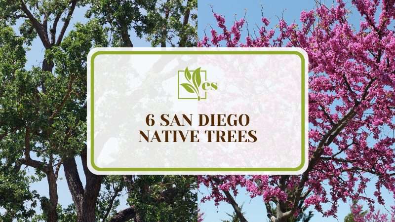 Admiring San Diego Native Trees