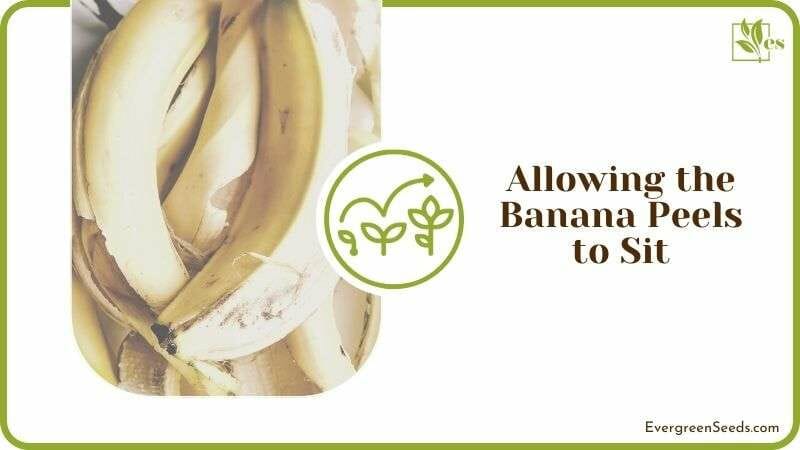 Allowing the Banana Peels to Sit