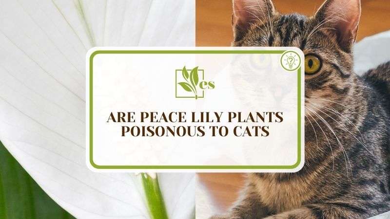 Are Peace Lily Plants Poisonous to Cats 1