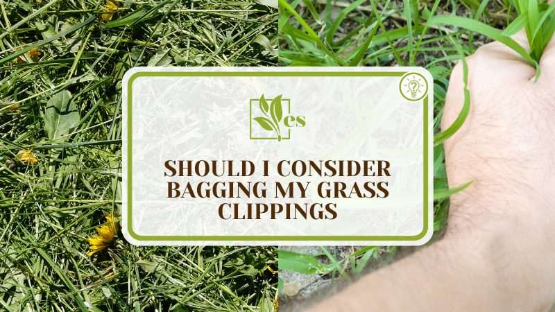 Bagging Grass Clippings on Weeds