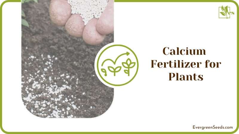 Calcium Used for Fertilizer