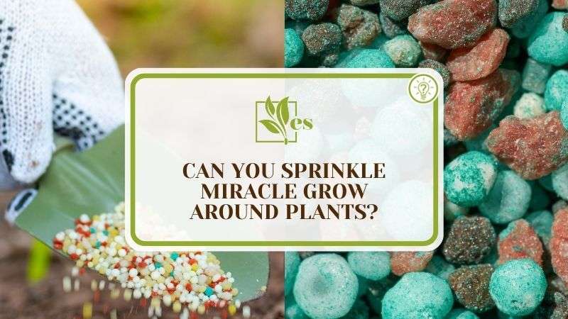 Can You Sprinkle Miracle Grow Around Plants
