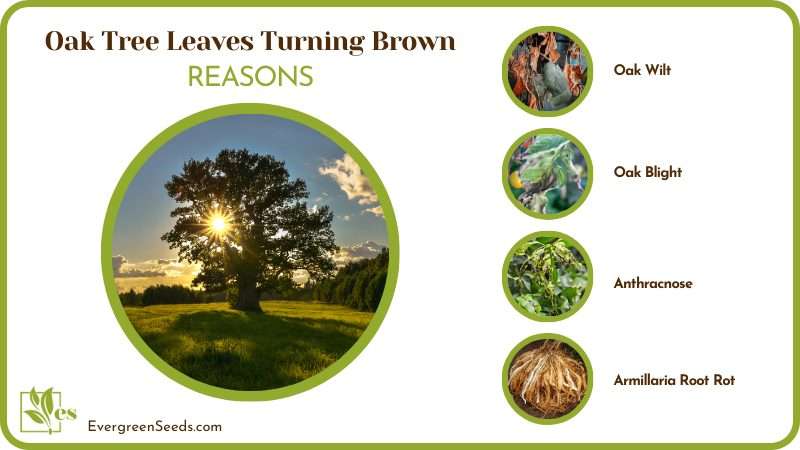 Causes for Oak Tree Leaves Turning Brown