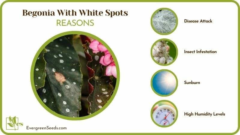 Causes of Begonia With White Spots