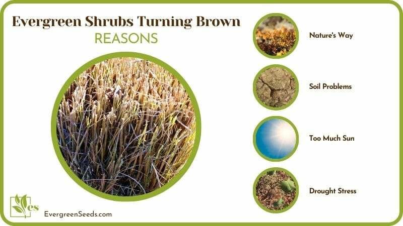 Causes of Evergreen Shrubs Turning Brown