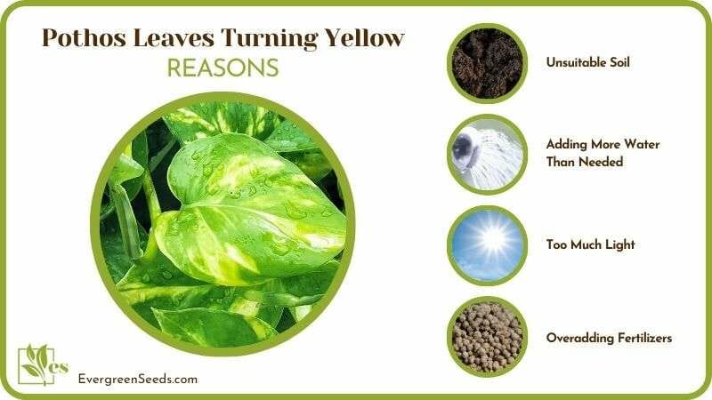 Causes of Pothos Leaves Turning Yellow