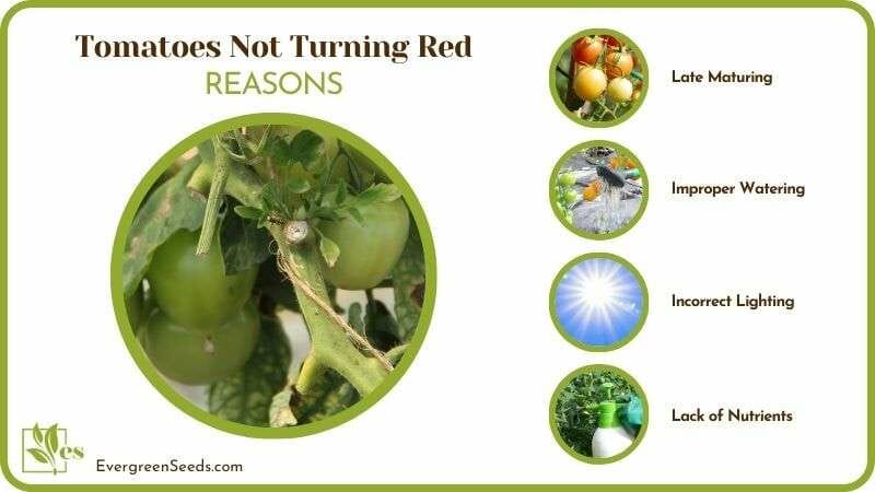 Causes of Tomatoes Not Turning Red