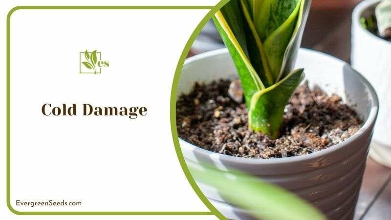 Cold Damage Effect on Dracaena Plant