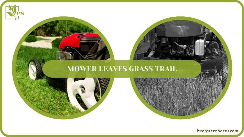 Conclusion of Mower Leaves Grass Trail