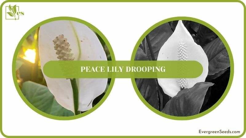 Conclusion of Peace Lily Drooping