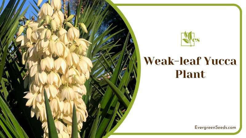 Delicate Weakleaf Yucca Plant