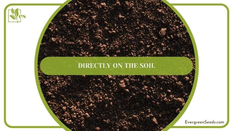 Directly on the Soil