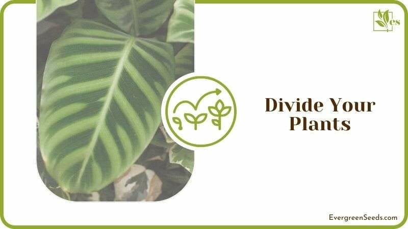 Divide Your Plants