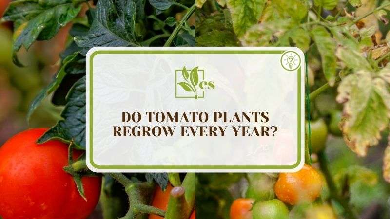 Do Tomato Plants Regrow Every Year