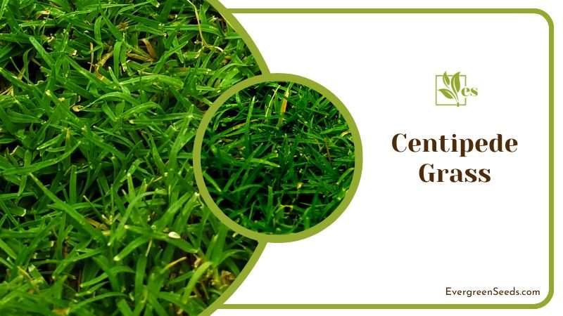 Easy Care Centipede Grass