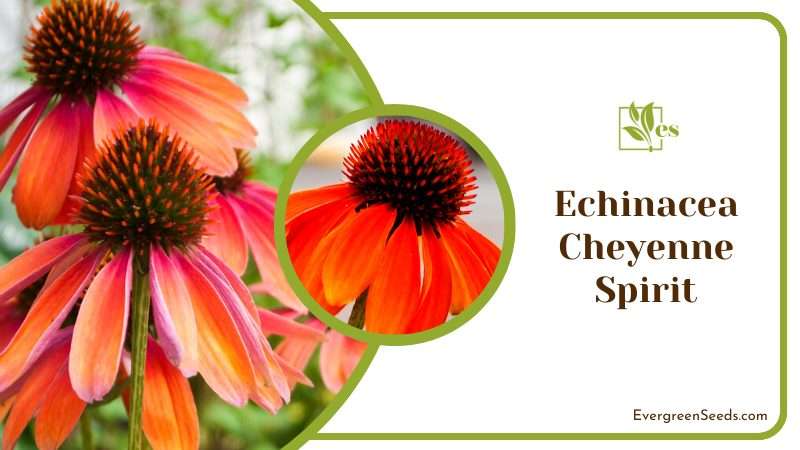 Echinacea Cheyenne Spirit Flower