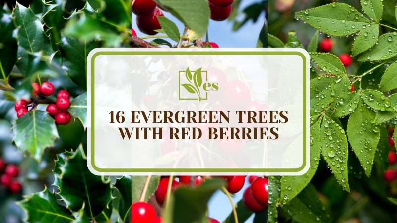 Evergreen Trees With Red Berries