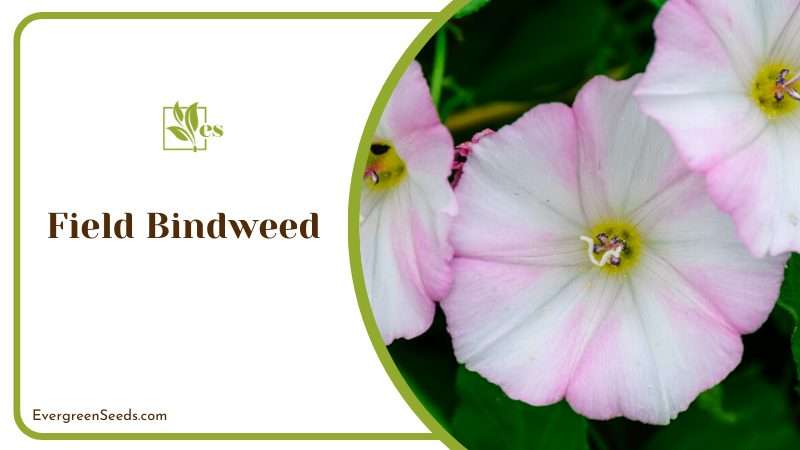 Field Bindweed Weed