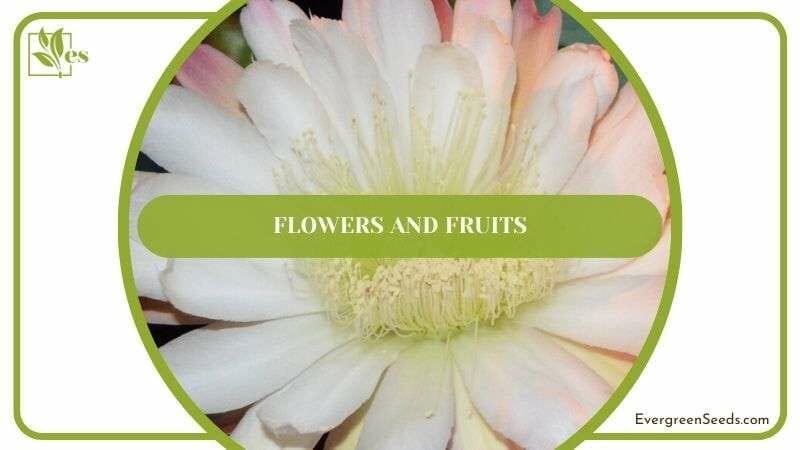 Flowers and Fruits of Cereus