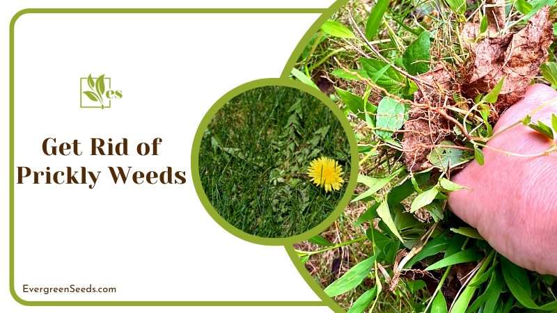 Get Rid of Prickly Weeds in Lawn