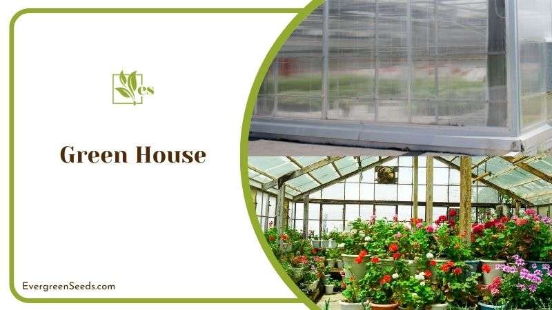 Green House Tomato Plants