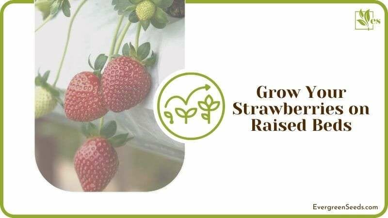 Grow Your Strawberries on Raised Beds