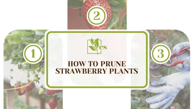 Guide to Prune Strawberry Plants