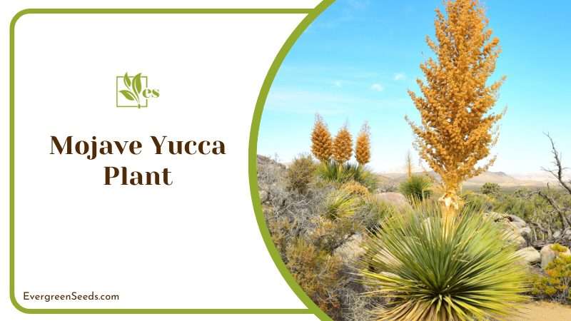 Hardy Mojave Yucca Plant