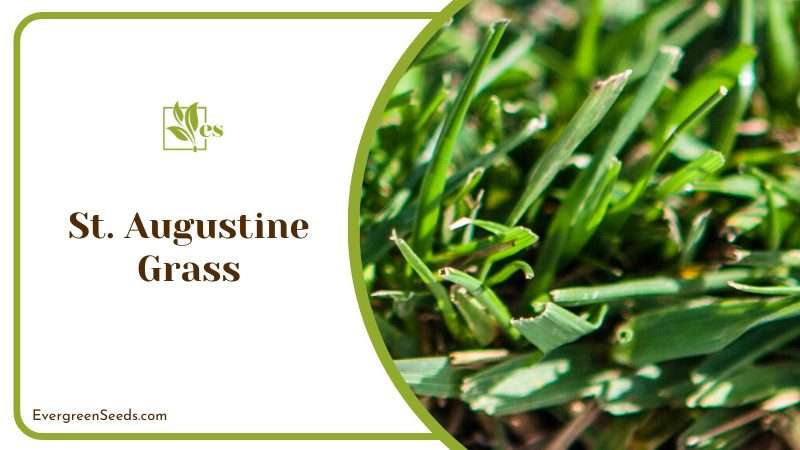 Heat Loving Augustine Grass