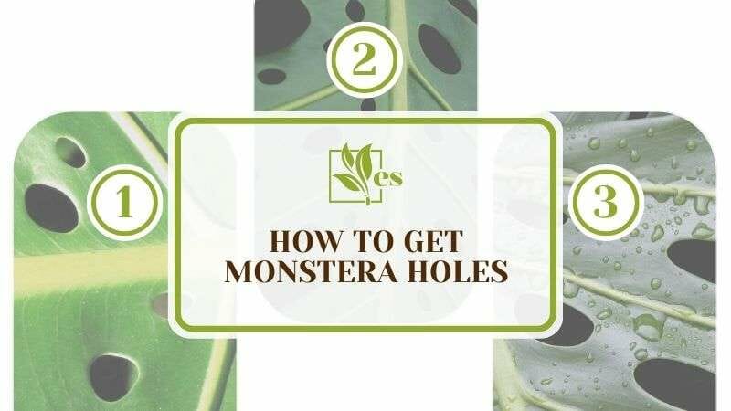 How To Get Monstera Holes 