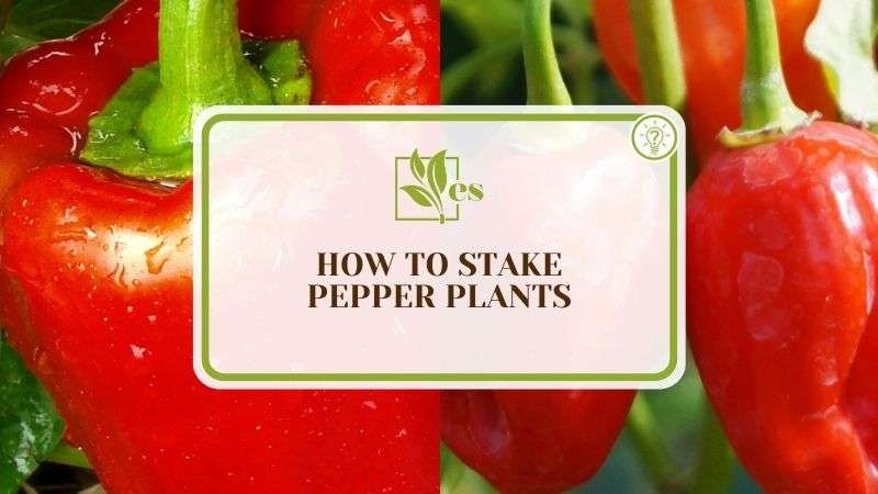 How To Stake Pepper Plants