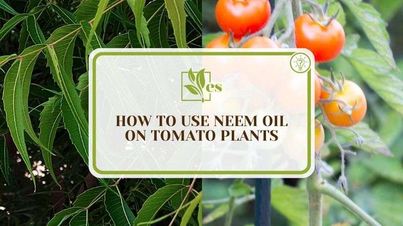 How To Use Neem Oil on Tomato Plants