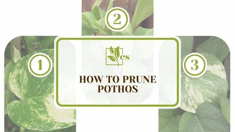 How to Prune Pothos