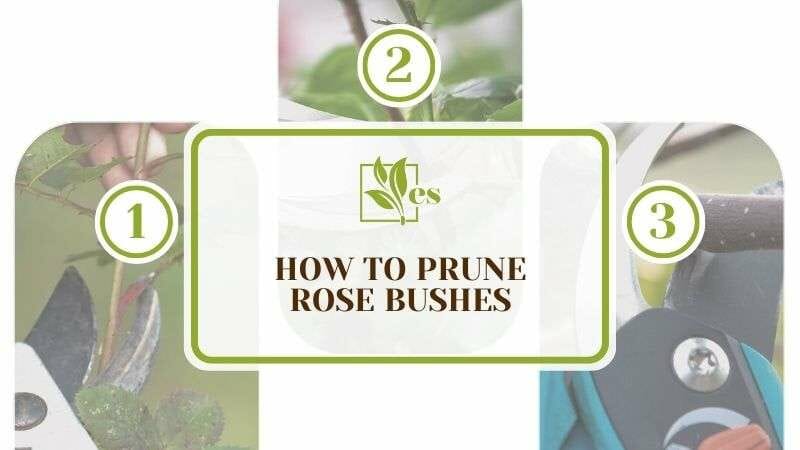 How to Prune Rose Bushes