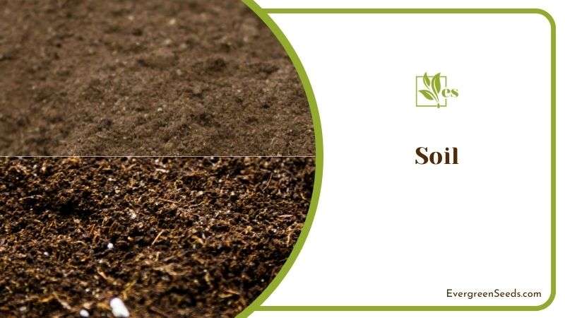 Ideal Soil for Aristata Plant