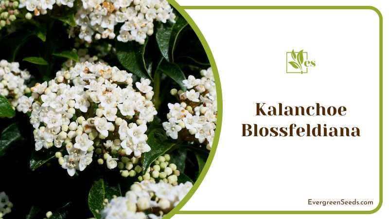 Kalanchoe Blossfeldiana White Flower