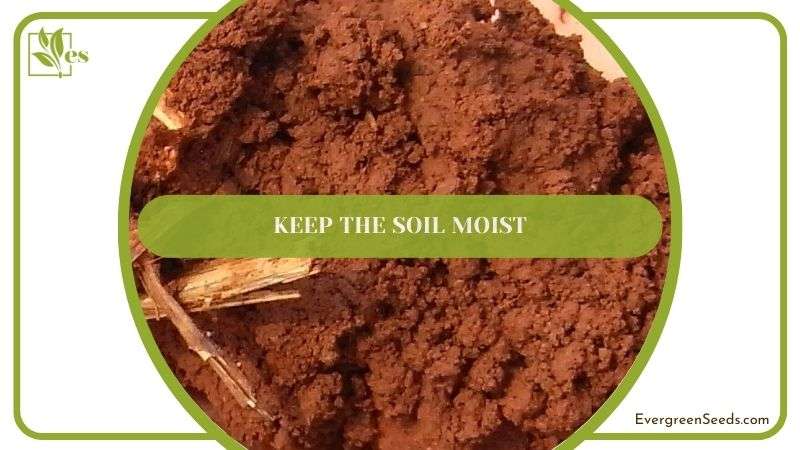 Keep the Soil Moist