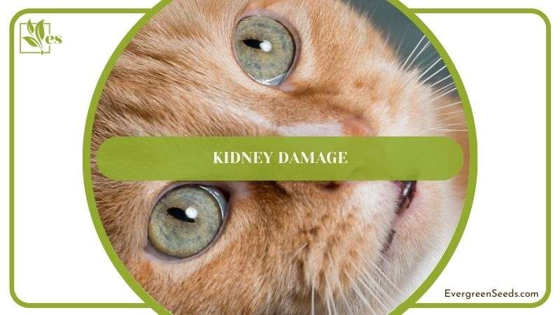 Kidney Damage of Cat
