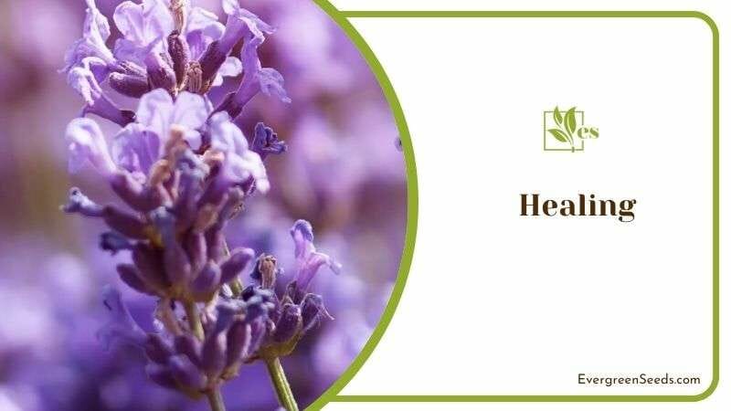 Lavender Healing Properties