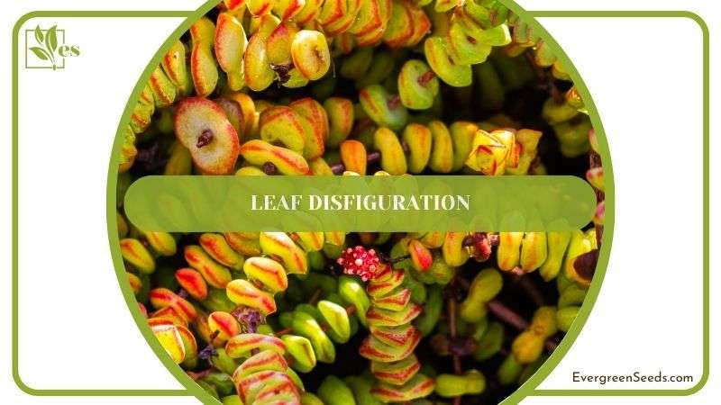 Leaf Disfiguration in Rupestris Plant