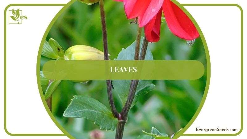 Leafy Foliage of Pinnata