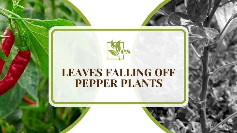 Leaves Falling off Pepper Plants
