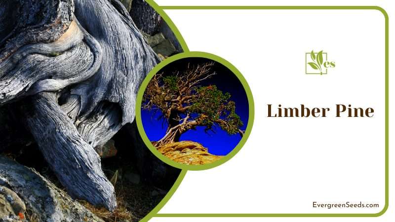 Limber Pine Tree
