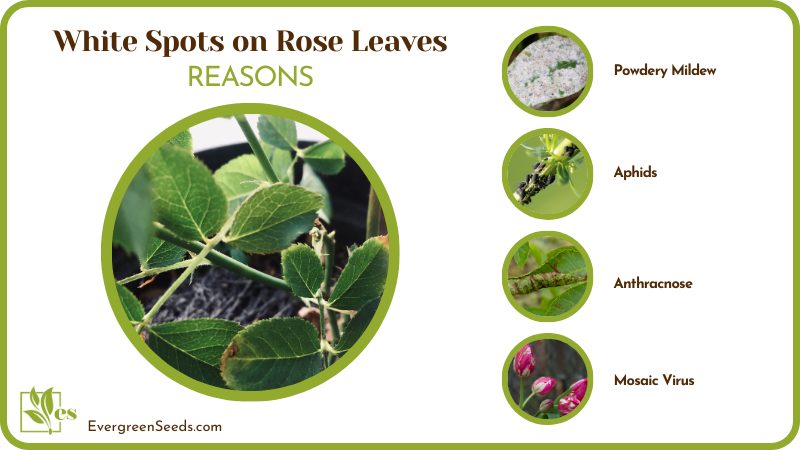 Main Reason of White Spots On Rose Plants