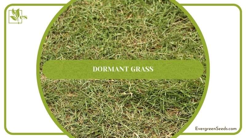 Mowing Dormant Grass Effectively