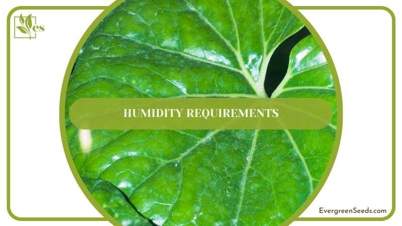Necessary Humidity for Leopard Plant
