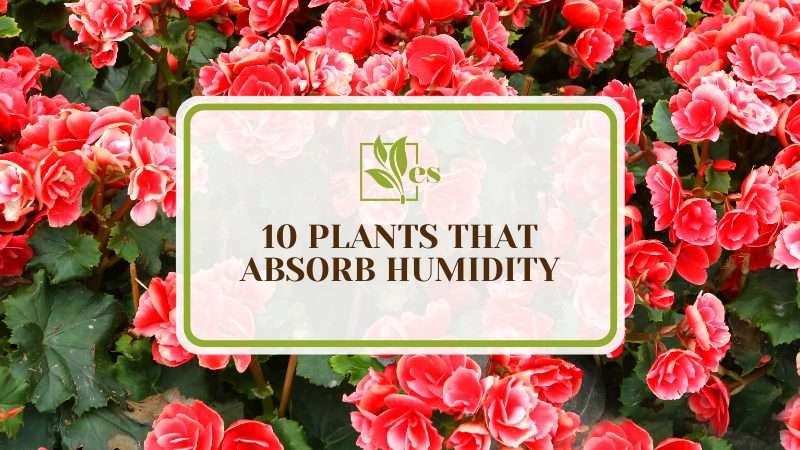 Plants That Absorb Humidity 