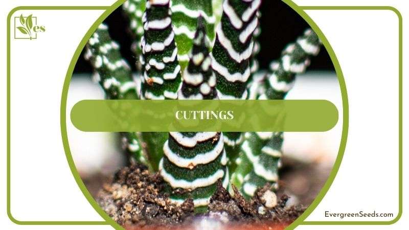 Propagating Haworthia Fasciata by Cuttings