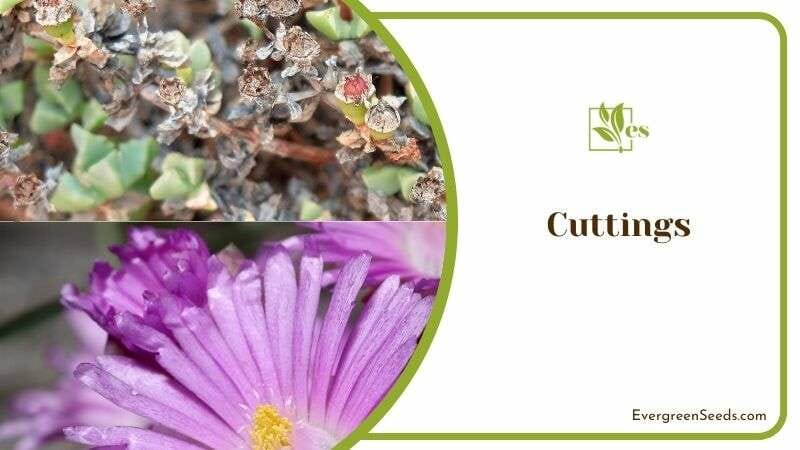 Propagating Oscularia by Cuttings