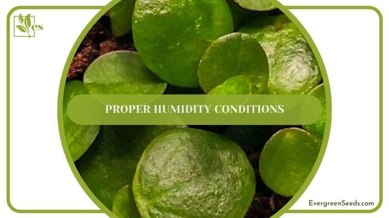 Proper Humidity for Peperomia Plant